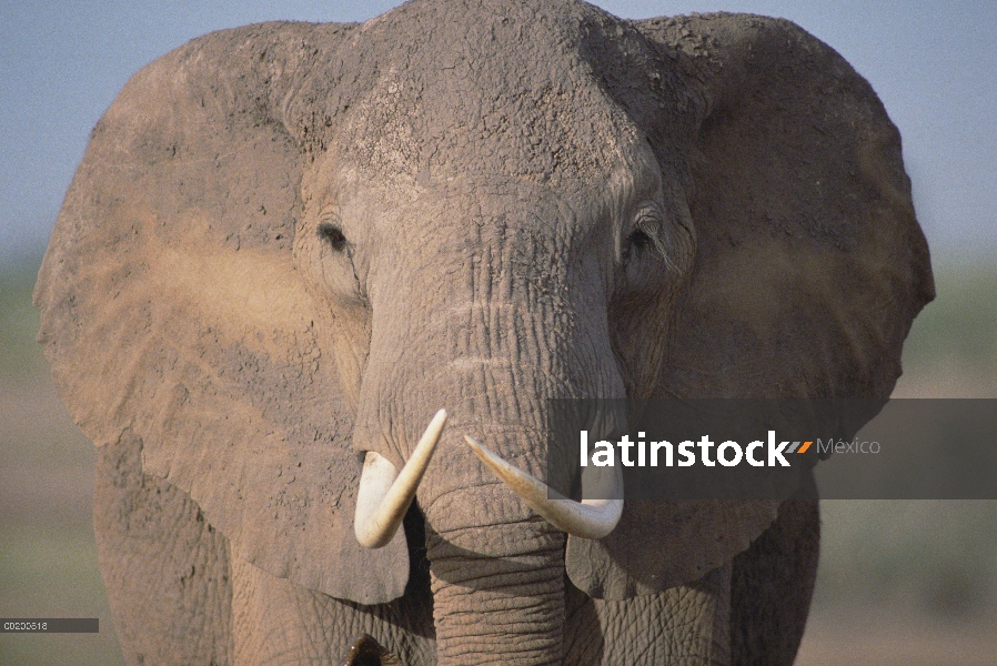 Cerca del elefante africano (Loxodonta africana), Parque Nacional de Amboseli, Kenia