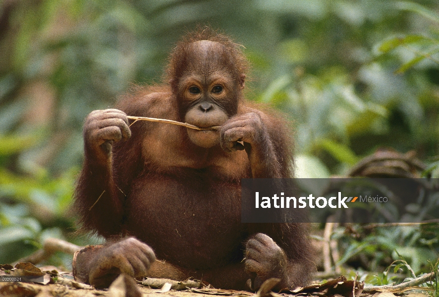 Jóvenes de orangután (Pongo pygmaeus) comer corteza, zoológico de Melbourne, Australia