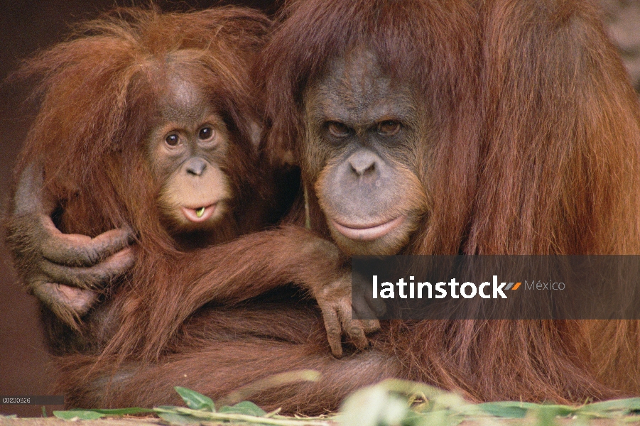 Orangután (Pongo pygmaeus) madre y el bebé, parque zoológico de Melbourne, Australia