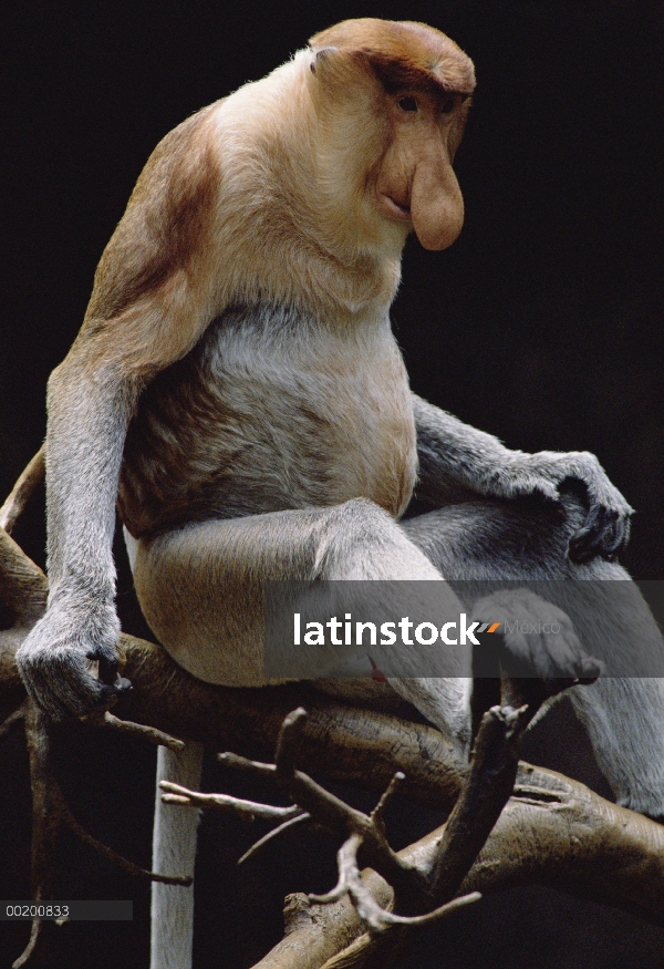 Mono narigudo (Nasalis larvatus), Bronx Zoo, Nueva York, nativo de Borneo