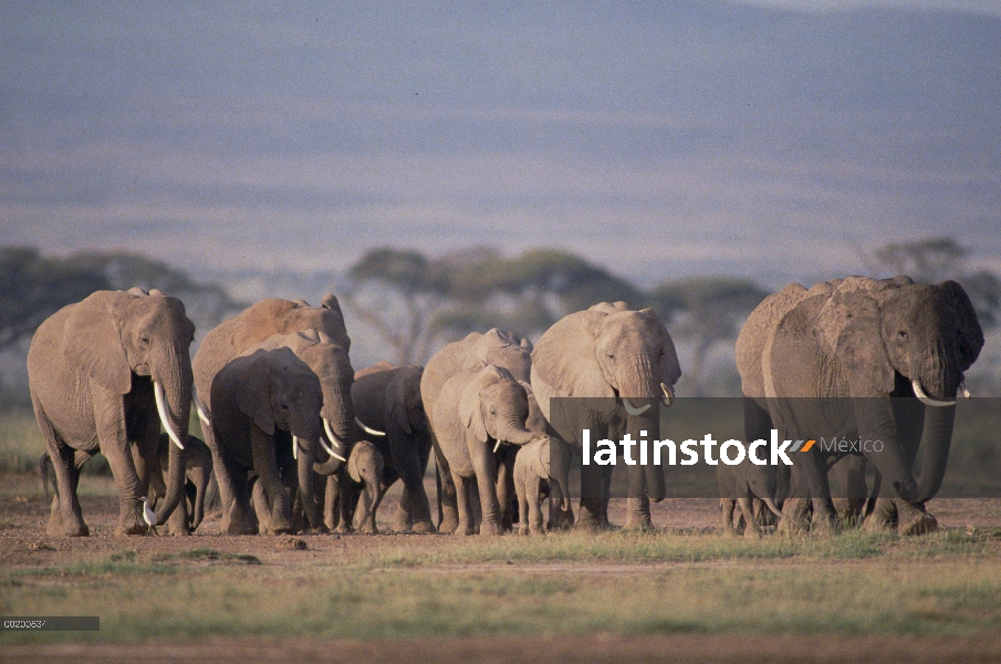 Manada de elefantes africanos (Loxodonta africana) caminar, Parque Nacional de Amboseli, Kenia