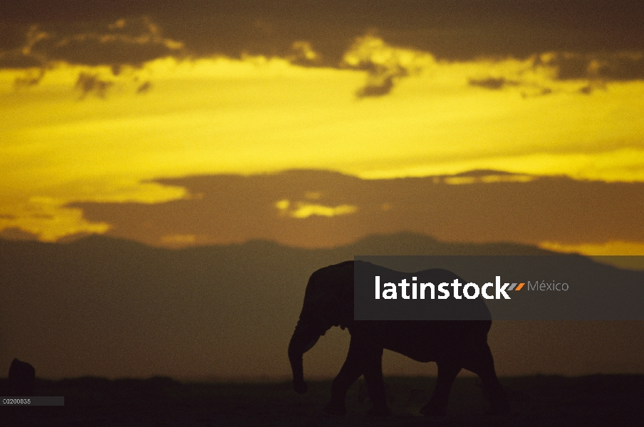 Elefante africano (Loxodonta africana) siluetas al atardecer, Parque Nacional de Amboseli, Kenia