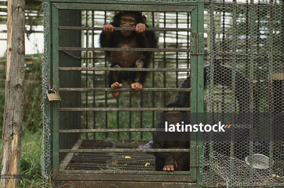 Par de chimpancé (Pan troglodytes) confiscados y ahora al veterinario del centro, Parc Nacional Des 