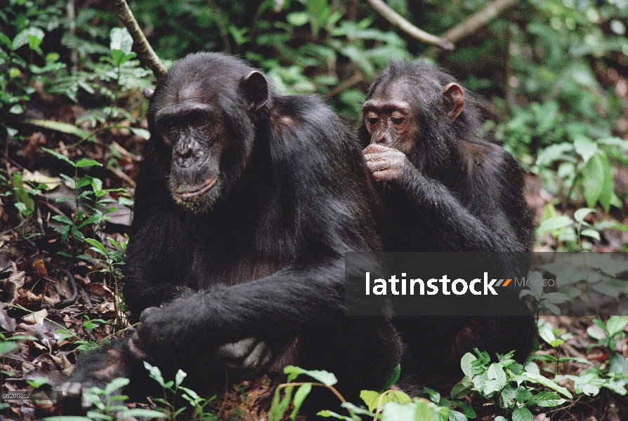 Par de chimpancé (Pan troglodytes), peluquería, Parque Nacional de Gombe Stream, Tanzania