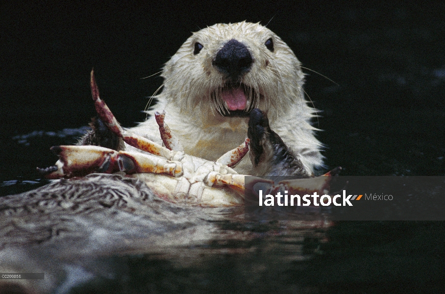 Nutria marina (Enhydra lutris) hembra alimentándose de cangrejos, América del norte