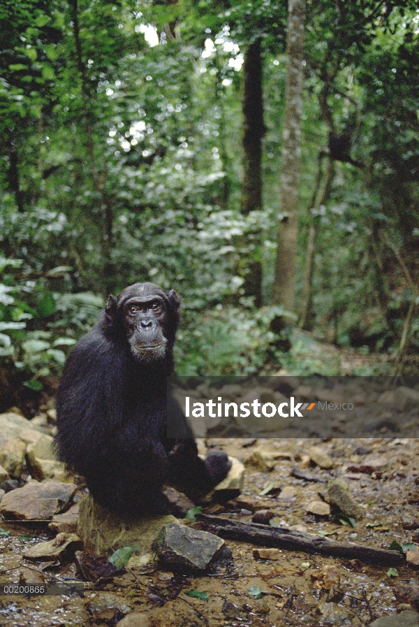 Perfil de chimpancé (Pan troglodytes), Parque Nacional de Gombe Stream, Tanzania