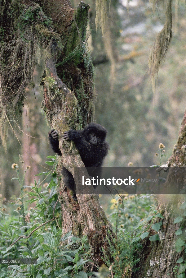 Gorila de la montaña (beringei del gorila del gorila) en el árbol, montañas de Virunga, Congo, Áfric