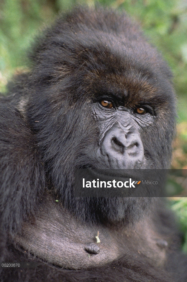 Gorila de la montaña (beringei del gorila del gorila) hembra, montañas de Virunga situado a lo largo