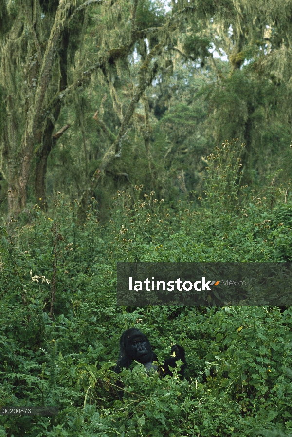 Hombre de montaña gorila (Gorilla gorilla beringei), montañas de Virunga, Rwanda