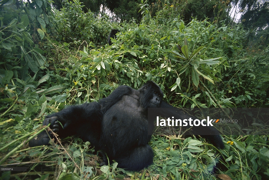 SubAdulto del gorila (Gorilla gorilla beringei) montaña, montañas de Virunga, Rwanda