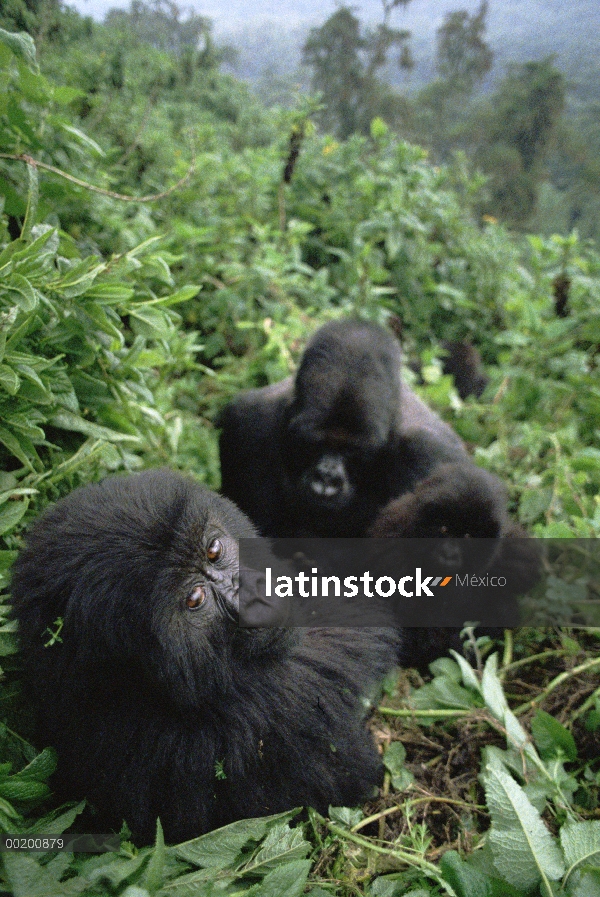 Familia de gorila (Gorilla gorilla beringei) la montaña en el bosque, las montañas de Virunga