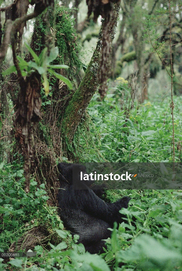 Gorila de la montaña (beringei del gorila del gorila) macho, montañas de Virunga situado a lo largo 