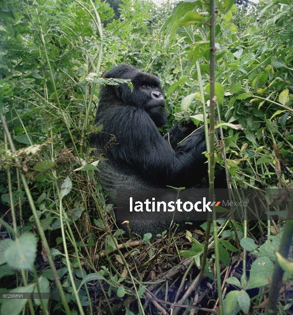 Gorila de la montaña (beringei del gorila del gorila) macho, montañas de Virunga situado a lo largo 