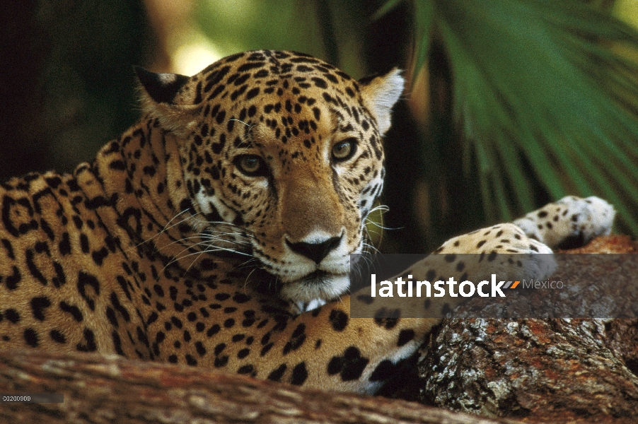 Jaguar (Panthera onca) de cerca con las patas delanteras en el tronco, Palma de fondo, zoológico de 