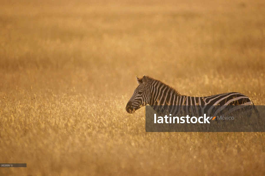 Cebra de Burchell (Equus burchellii) caminando por la sabana alta hierba, Reserva Nacional de Masai 