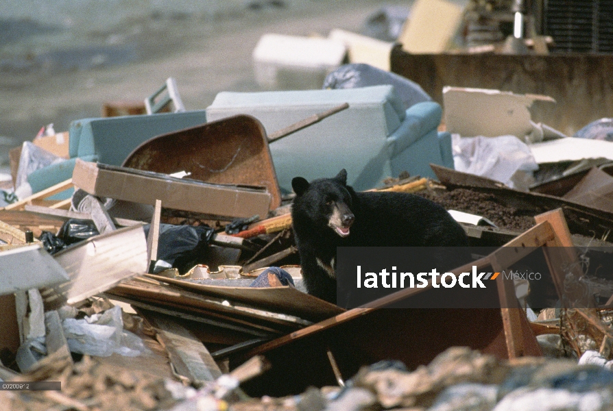 Black Bear (Ursus americanus) alimentándose en basurero, templados de América del norte