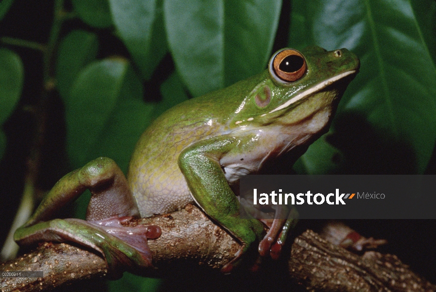 Blanco-lipped Tree Frog (Litoria infrafrenata) nueva guinea a Australia nordestal