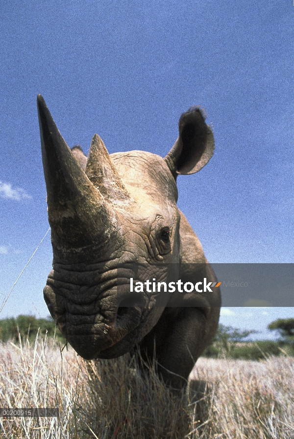 Rinoceronte negro (Diceros bicornis) retrato, Lewa área de conservación de vida silvestre, Kenya