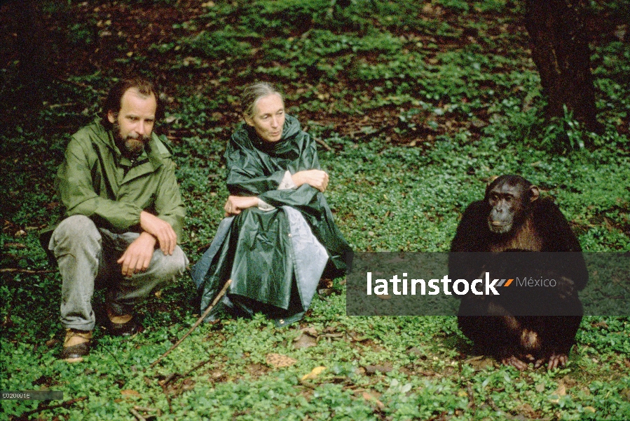 Chimpancé (Pan troglodytes) con Doctor Jane Goodall y Dale Peterson, Parque Nacional de Gombe Stream