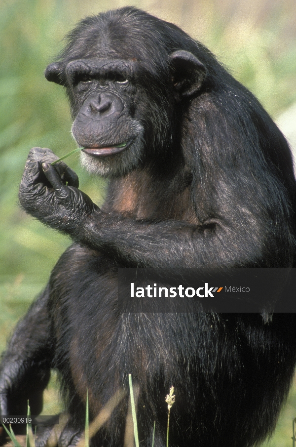 Chimpancé (Pan troglodytes) masticar hierba, nativa de regiones boscosas de África central y occiden