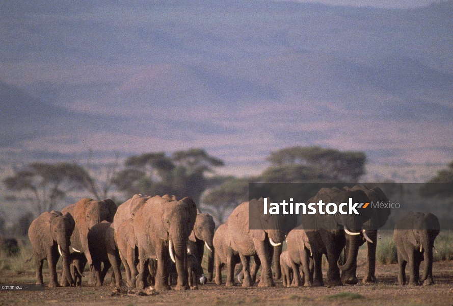 Elefante africano (Loxodonta africana) manada caminando, subsahariana, África del este