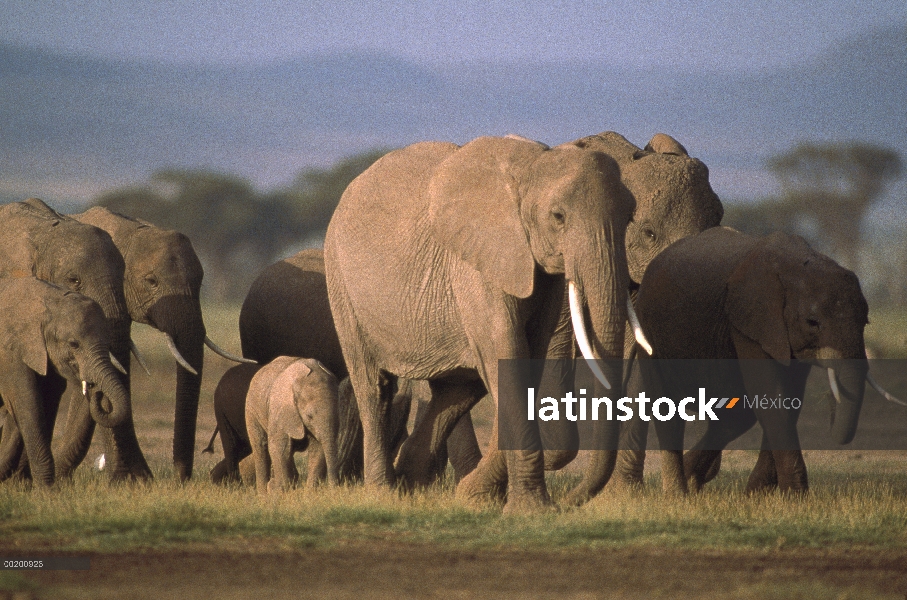 Rebaño mixto elefante africano (Loxodonta africana) de adultos y jóvenes caminando, subsahariana, Áf