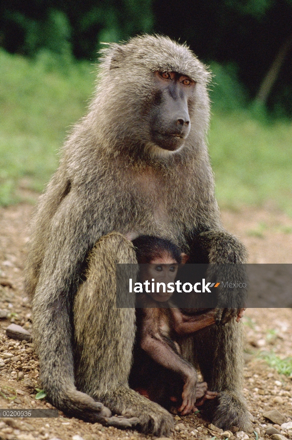 Olive Baboon (Papio anubis) con Infante, Parque Nacional de Gombe Stream, Tanzania