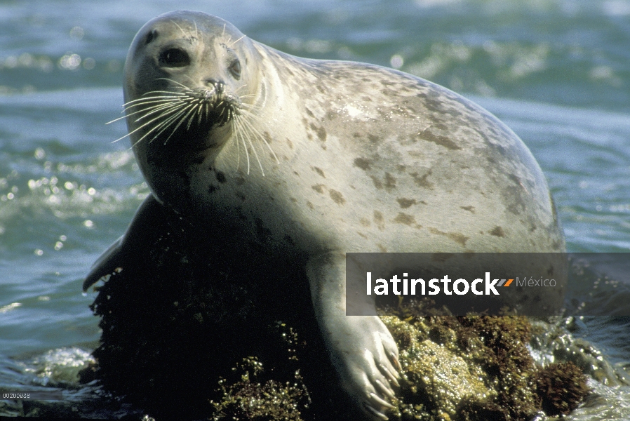 Sello de puerto (Phoca vitulina) descansando sobre roca en el agua, al norte el Pacífico y costas at