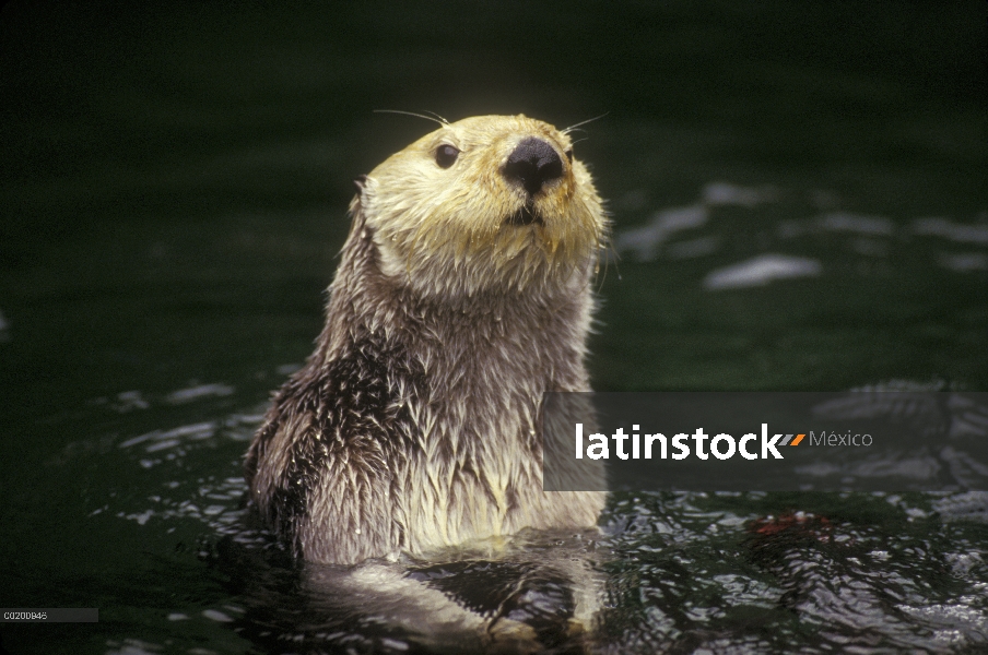 Retrato de nutria marina (Enhydra lutris), Costa del Pacífico, América del norte