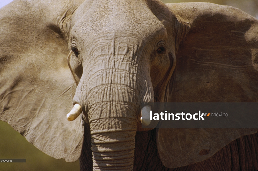 Elefante africano (Loxodonta africana) cerrar, Parque Nacional de Amboseli, Kenia