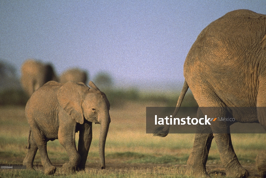 Elefante africano (Loxodonta africana), Parque Nacional de Amboseli, Kenia