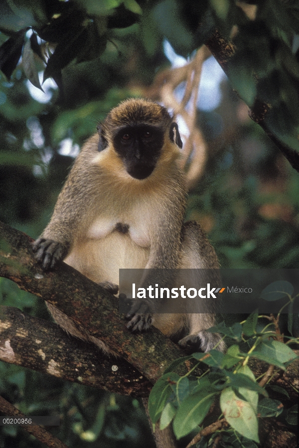 Retrato de mono de Vervet (Cercopithecus aethiops) cara negra en árbol, Barbados, Caribe