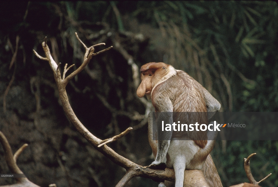 Mono narigudo (Nasalis larvatus) por detrás, el zoológico del Bronx Nueva York, nativo de Borneo