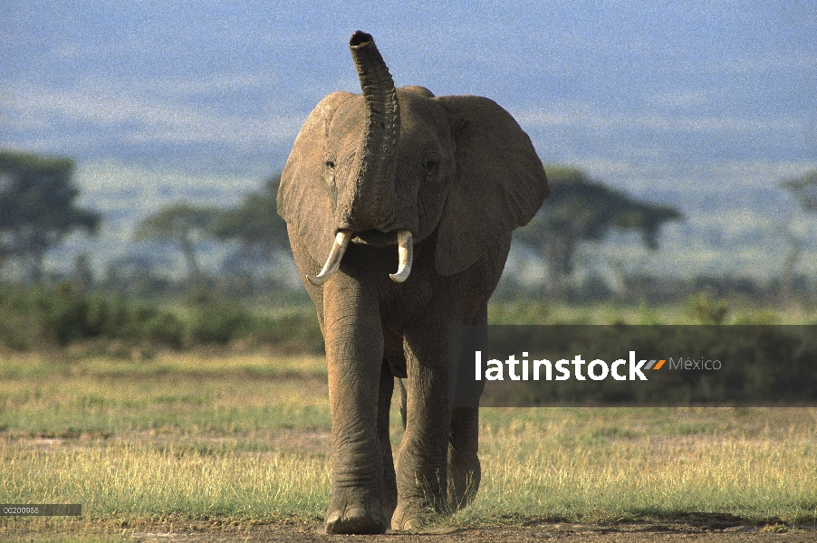 Elefante africano (Loxodonta africana), Parque Nacional de Amboseli, Kenia