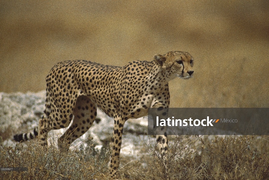 Guepardo (Acinonyx jubatus) caminando por la hierba seca, Reserva Nacional de Samburu, Kenya