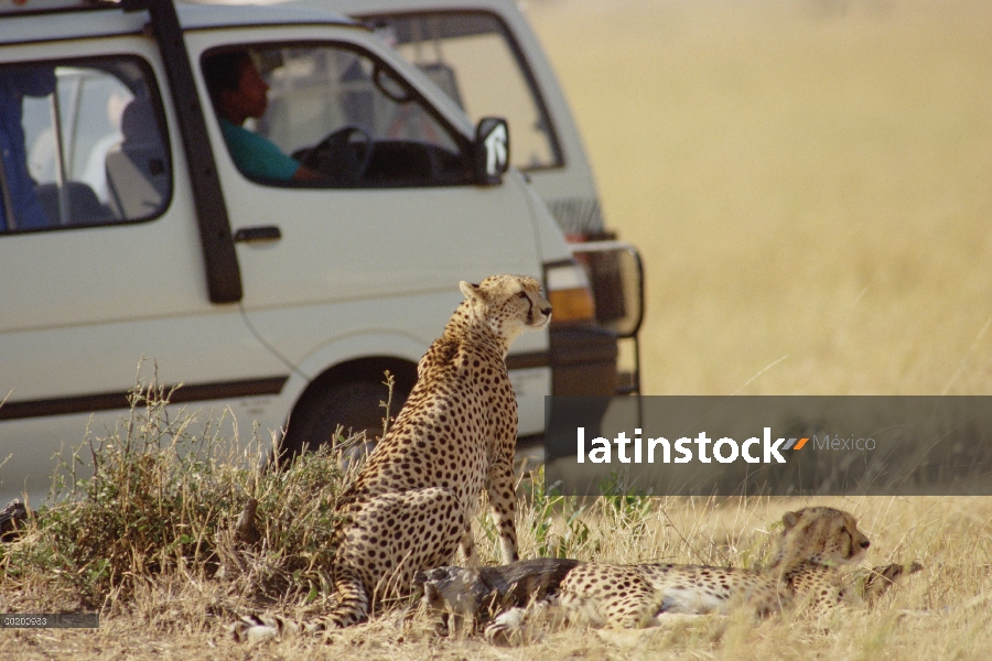 Par de guepardo (Acinonyx jubatus) topografía turística van, Reserva Nacional de Masai Mara, Kenia