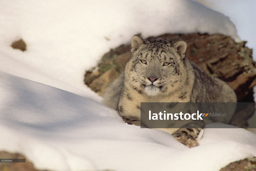 Snow Leopard (Panthera uncia) dos años de edad, región del Himalaya