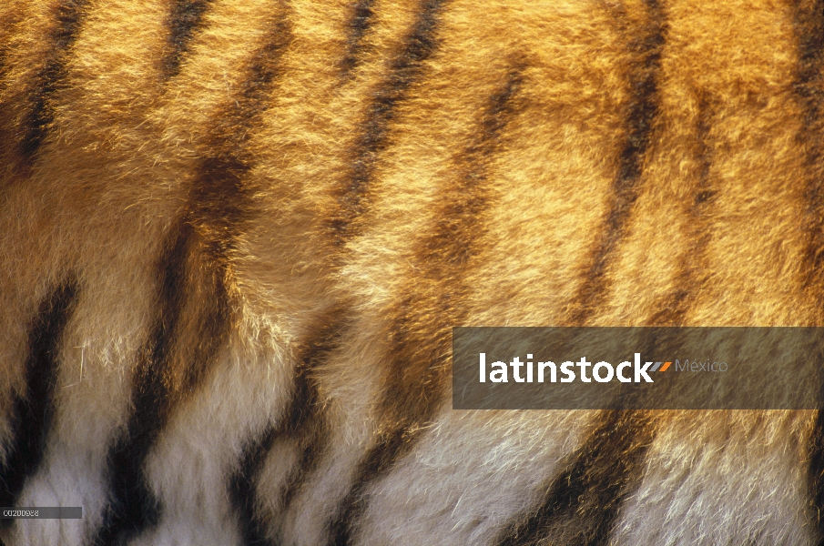 Piel de tigre de Bengala (Panthera tigris tigris), India