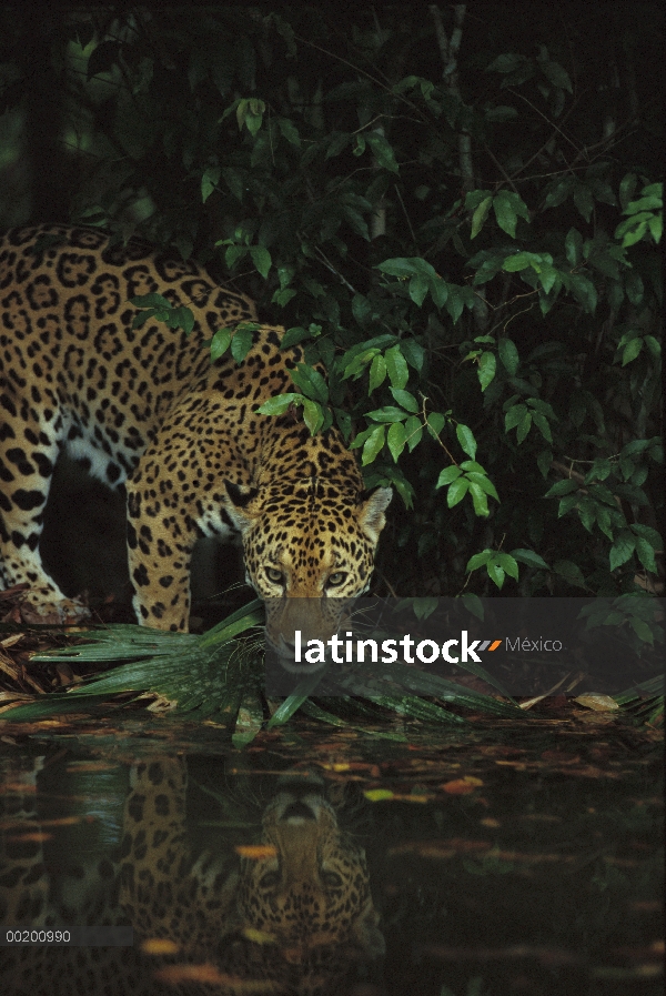 Jaguar (Panthera onca) por corriente con reflexión en selva, zoológico de Belice, Belice