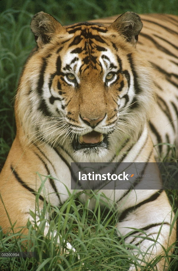 Retrato de tigre de Bengala (Panthera tigris tigris), nativo de Zoo de Hilo, Hawaii, India y Asia Su