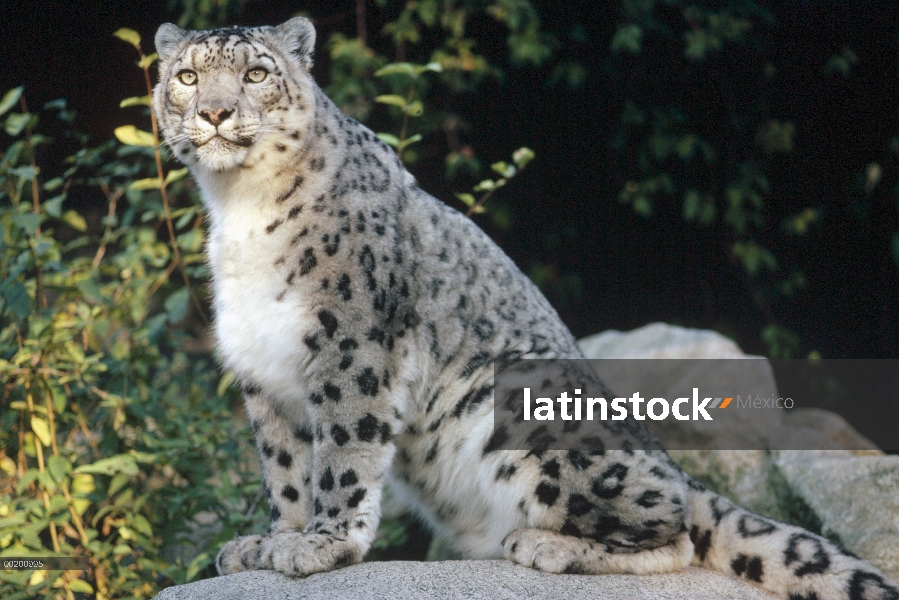 Leopardo de las Nieves (Panthera uncia), el Parque Zoológico Woodland, Seattle, Washington