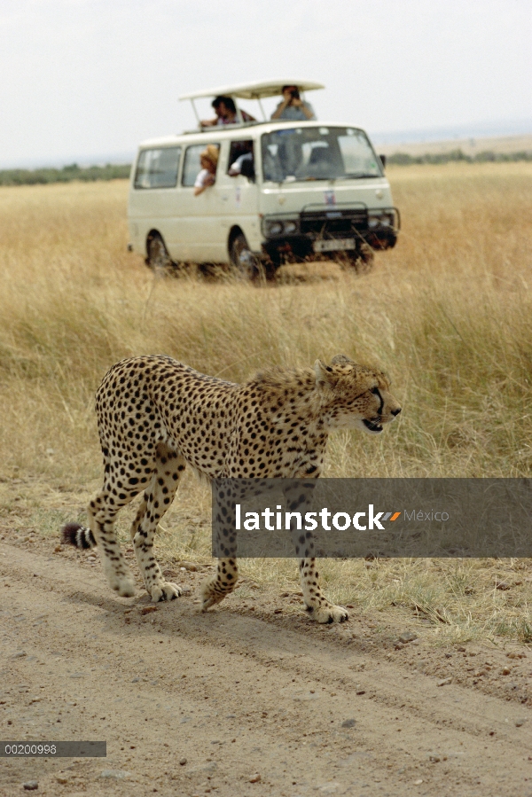 Furgonetas de guepardo (Acinonyx jubatus) con turístico, Reserva Nacional de Masai Mara, Kenia