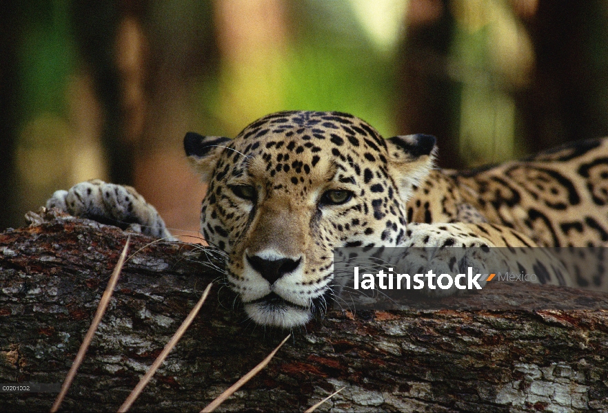 Jaguar (Panthera onca) retrato, zoológico de Belice, Belice