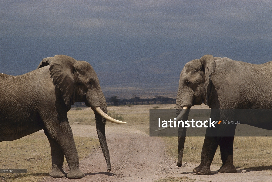 Elefante africano (Loxodonta africana) toros saludo ritual, Parque Nacional de Amboseli, Kenia