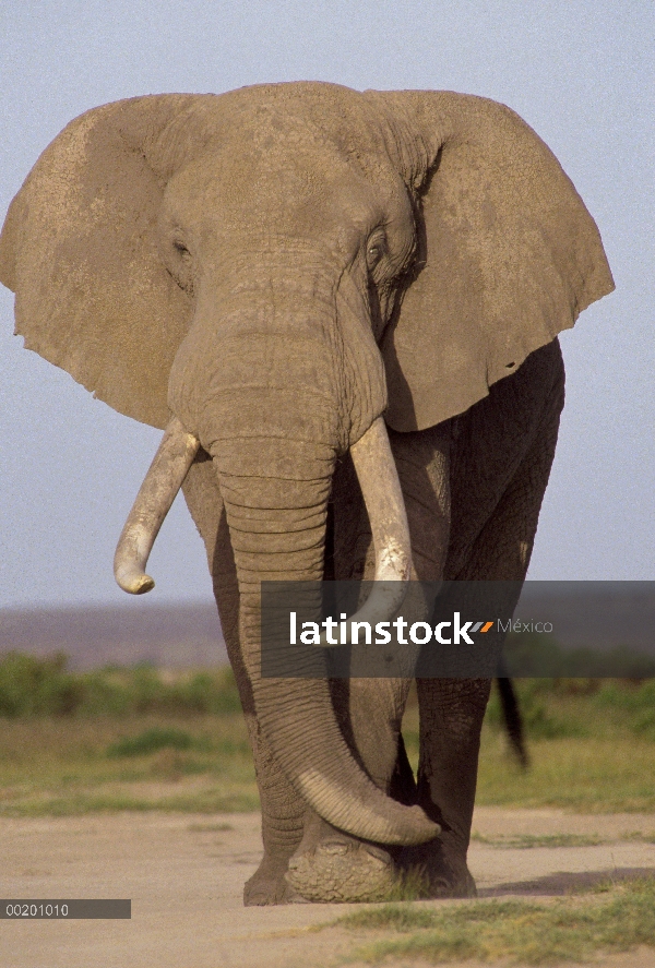 Toro del elefante africano (Loxodonta africana), Parque Nacional de Amboseli, Kenia