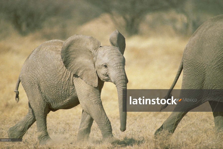 Siguiente de becerro del elefante africano (Loxodonta africana) de los padres, reserva de Samburu, K