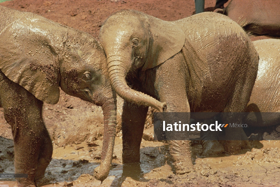 Huérfanos del elefante africano (Loxodonta africana) en barro, David Sheldrick Wildlife Trust, Nairo