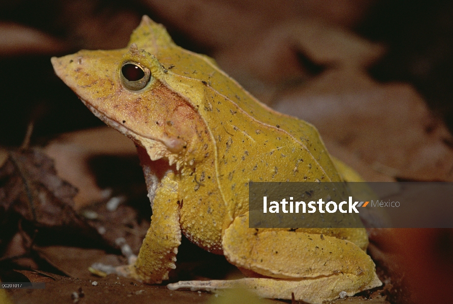 Isla Salomón rana (Ceratobatrachus guentheri), Woodland Park Zoo, Washington