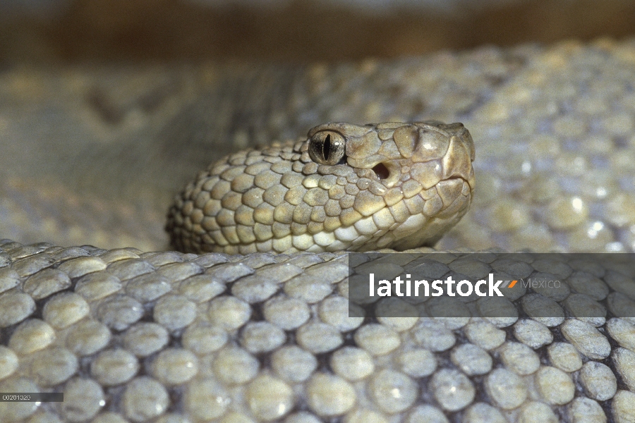 Serpiente de cascabel de Aruba (Crotalus unicolor) retrato, Aruba, Antillas islas