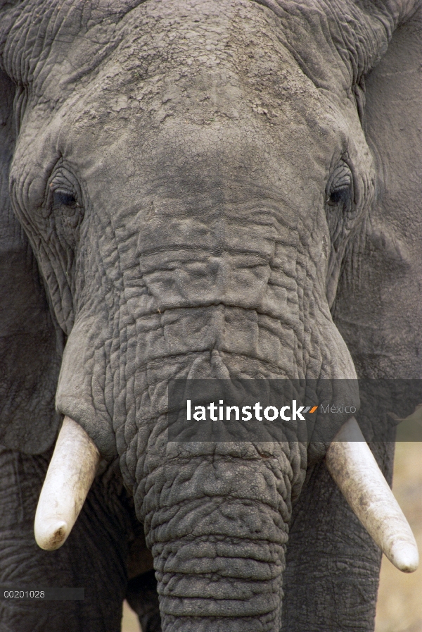 Cara de elefante africano (Loxodonta africana), Parque Nacional de Tarangire, Tanzania